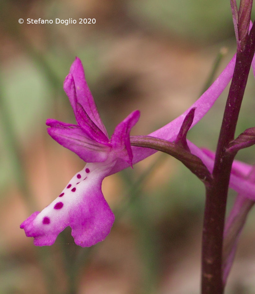 orchidee in Giordania